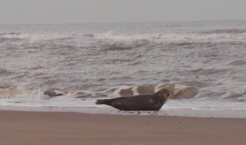 De Blaauboer, Vakantiehuisje Egmond aan Zee Cameră foto